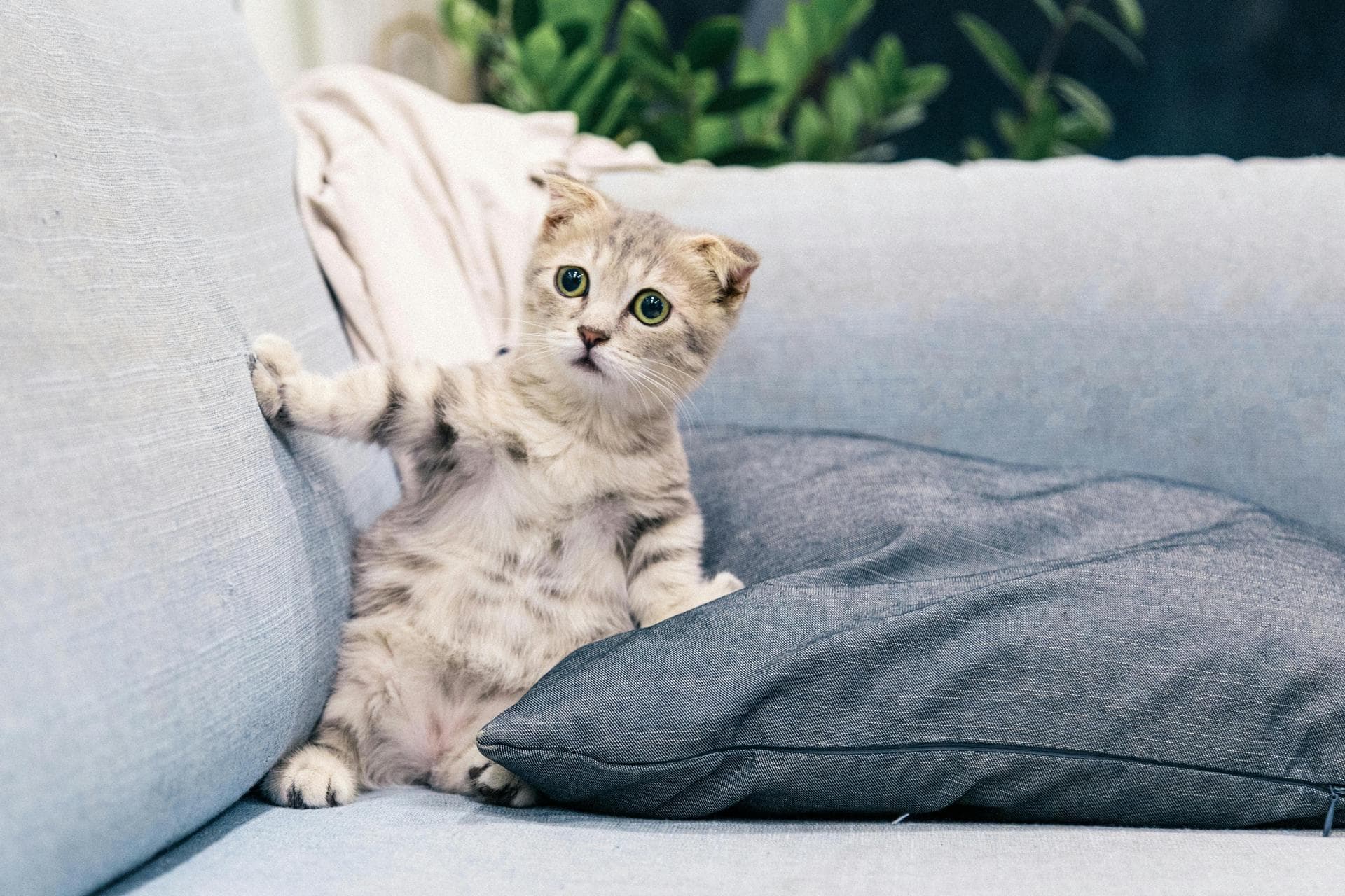 Dog & Cat Vets in Lakewood